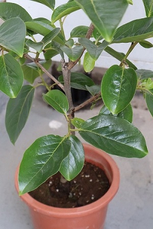 柿太郎の葉